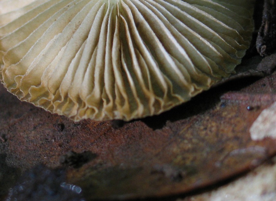 Passeggiata del 30 settembre 2010